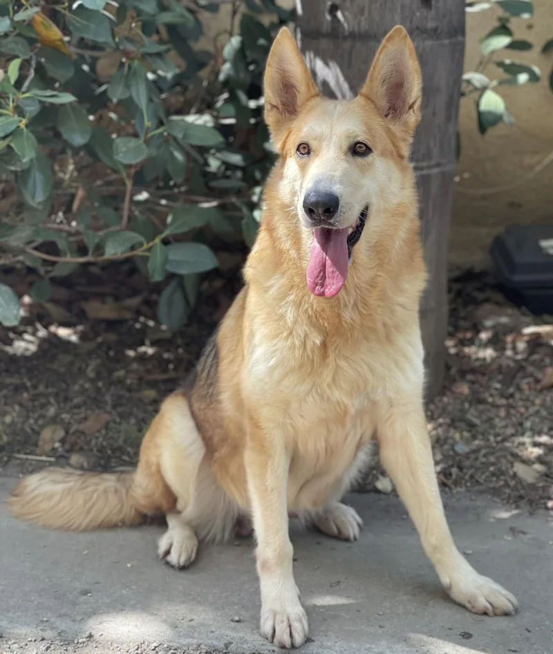A young large-sized female Yellow / Tan / Blond / Fawn German Shepherd Dog named Kiara for adoption in Bell Gardens, CA