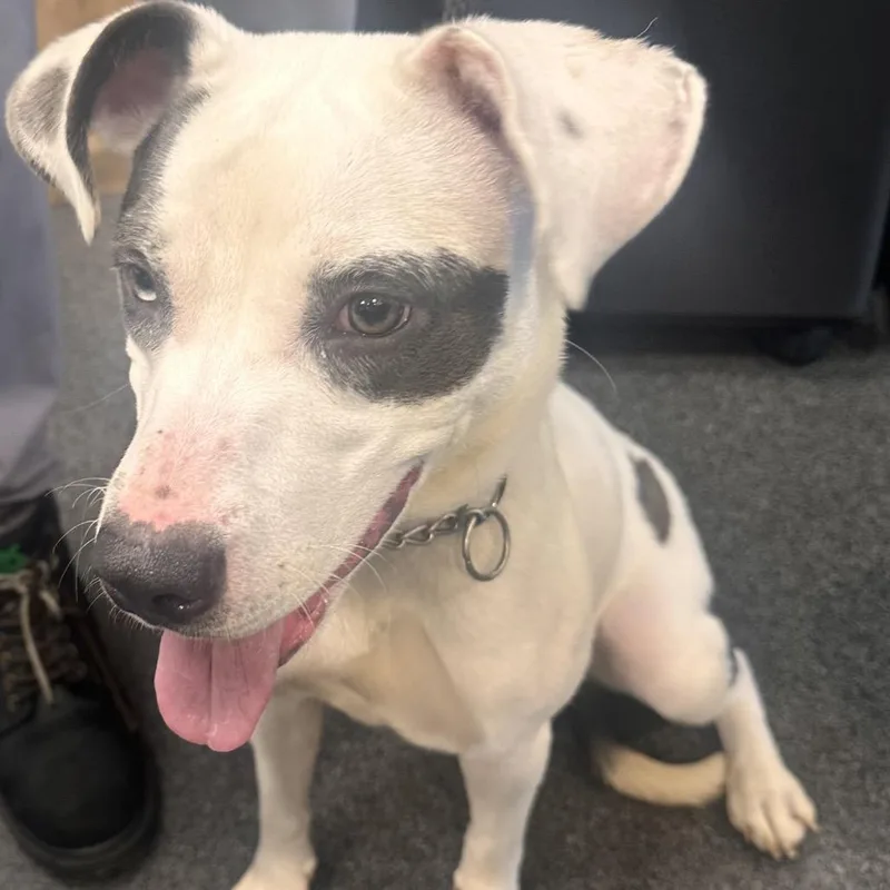 A young medium-sized female White / Cream Mixed Breed dog named Phoenix for adoption in Allentown, PA