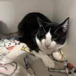 An adult medium-sized male Black & White / Tuxedo Domestic Short Hair cat named Oreo for adoption in Hilliard, OH