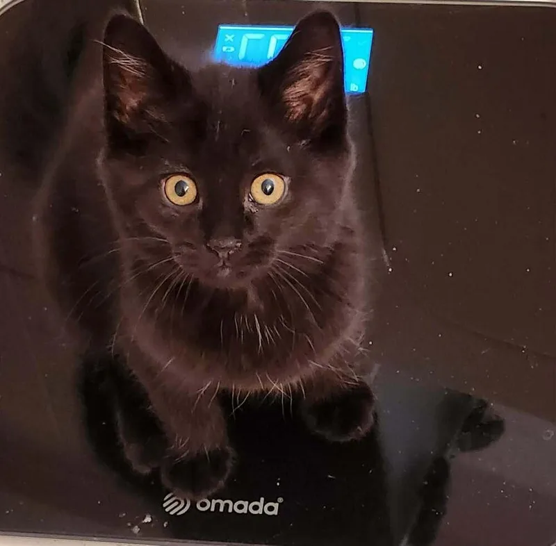A baby small-sized female Domestic Short Hair cat named Voodoo for adoption in Chicago, IL