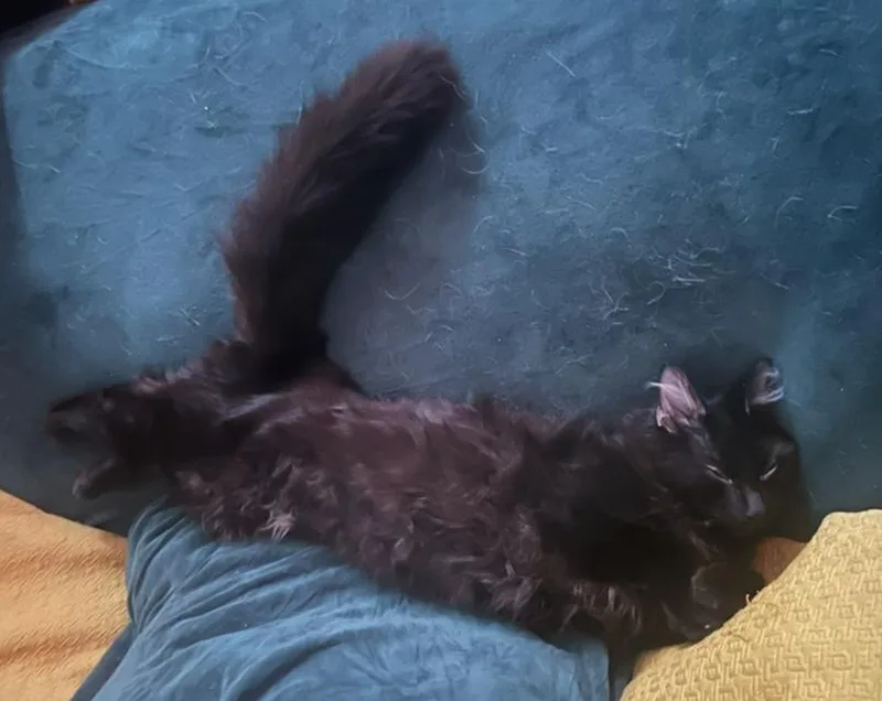 A young large-sized male Black Domestic Long Hair cat named Mr. Beans for adoption in Lewis Center, OH