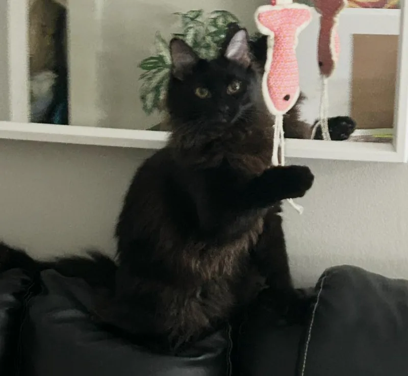 Mr. Beans thumbnail 2