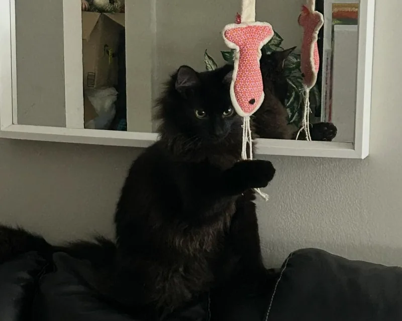 Mr. Beans thumbnail 3
