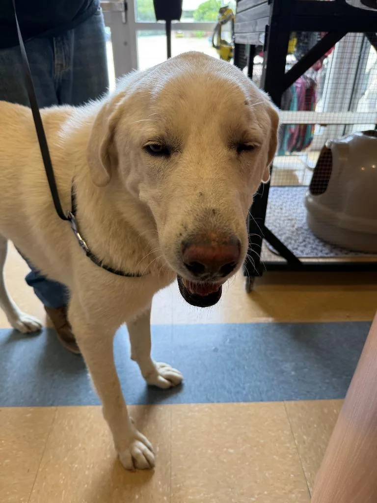 An adult large-sized male Great Pyrenees dog named George for adoption in Little Elm, TX