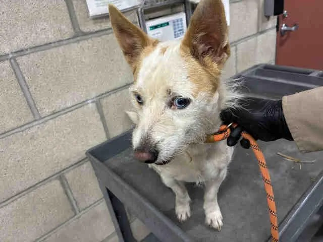 An adult medium-sized male Terrier dog named Blue for adoption in Carlsbad, CA