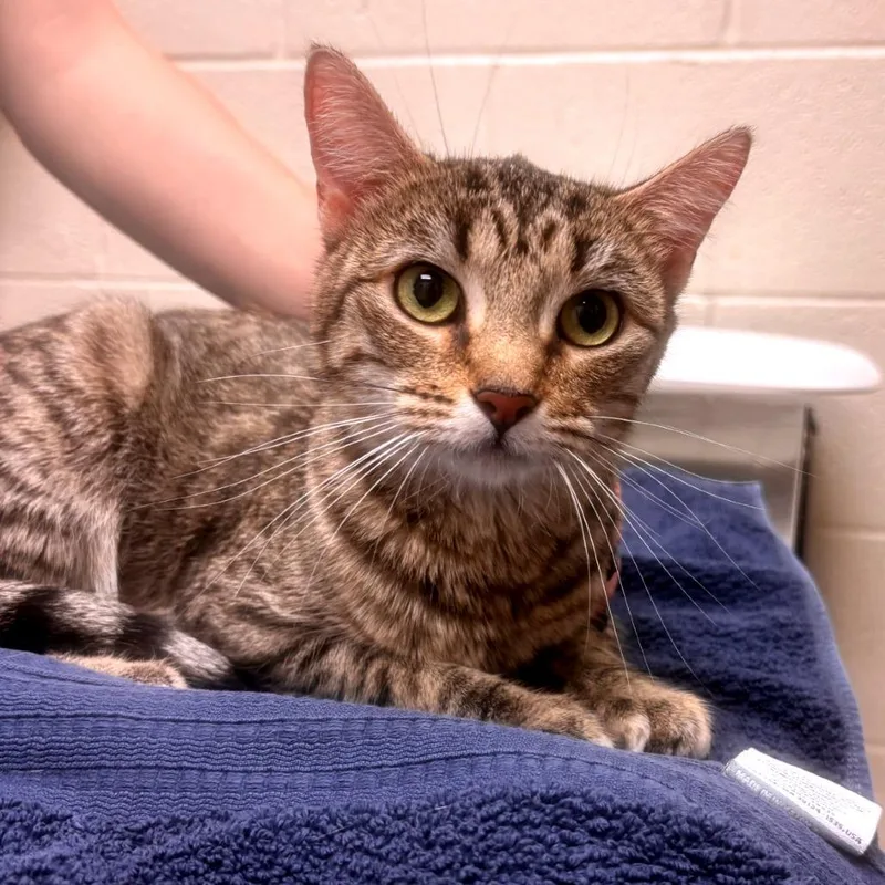 An adult medium-sized female Torbie Domestic Short Hair cat named Tiny for adoption in Murray, UT