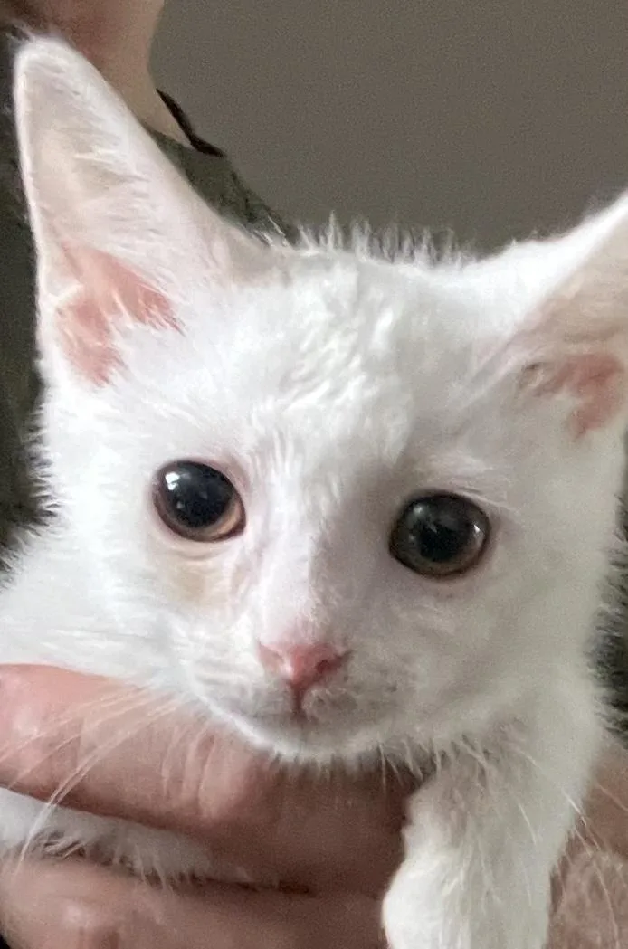 A baby small-sized female White Domestic Short Hair cat named Betty White for adoption in Knoxville, TN