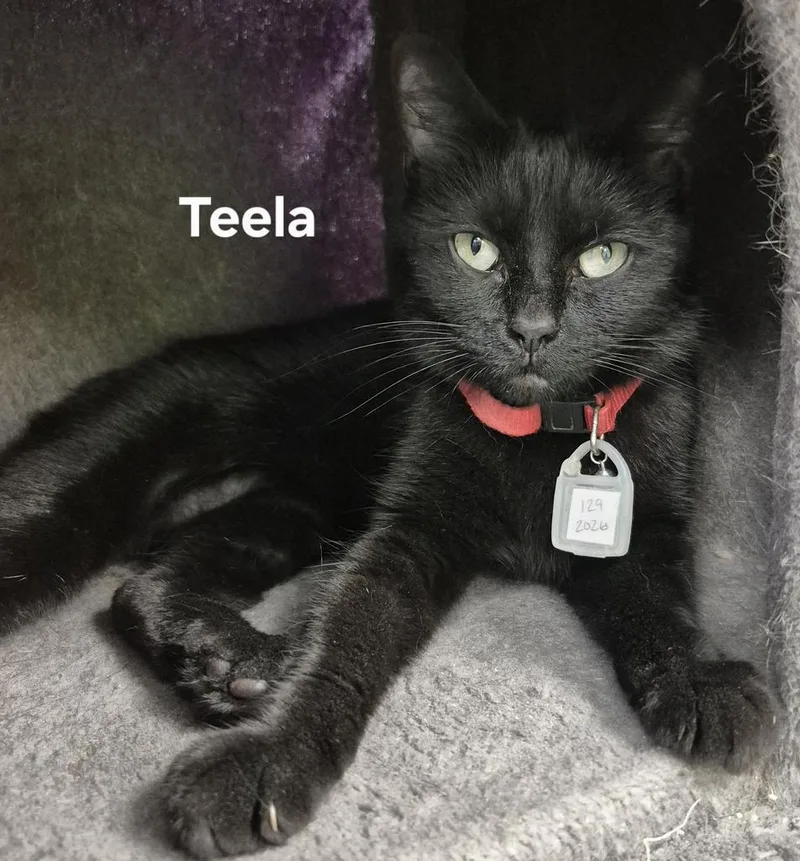 A young medium-sized female Domestic Short Hair cat named Teela for adoption in Kendallville, IN