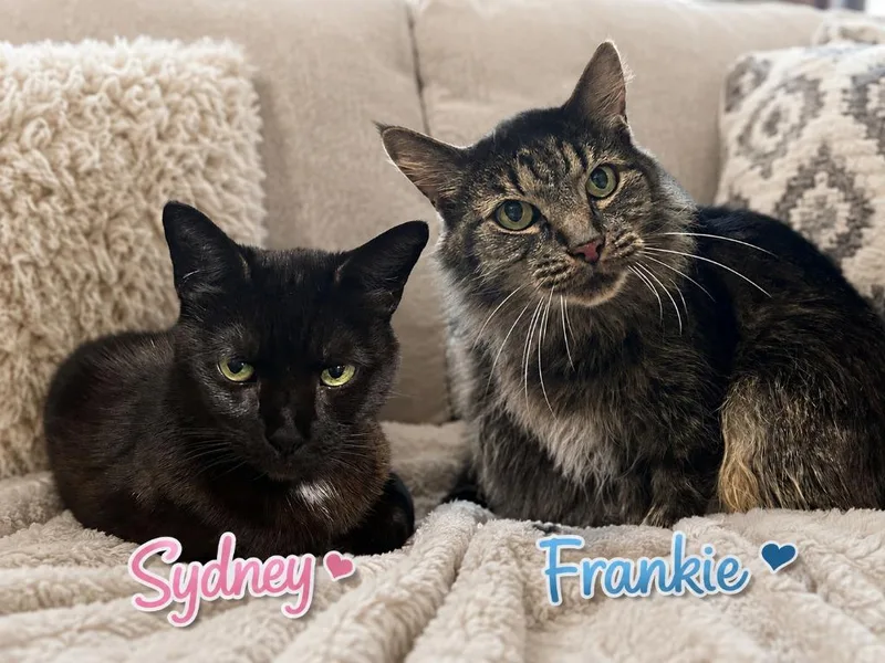 A senior small-sized female Domestic Short Hair cat named Sydney Frankie for adoption in Sebastian, FL