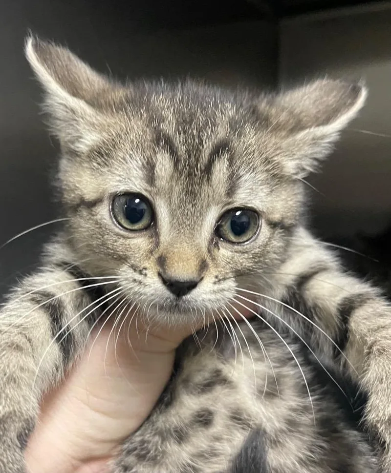 A baby small-sized female Domestic Short Hair cat named Angelina for adoption in Henderson, NC