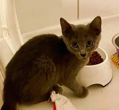 A baby small-sized female Gray / Blue / Silver Domestic Short Hair cat named Bluegrass for adoption in Kansas City, MO