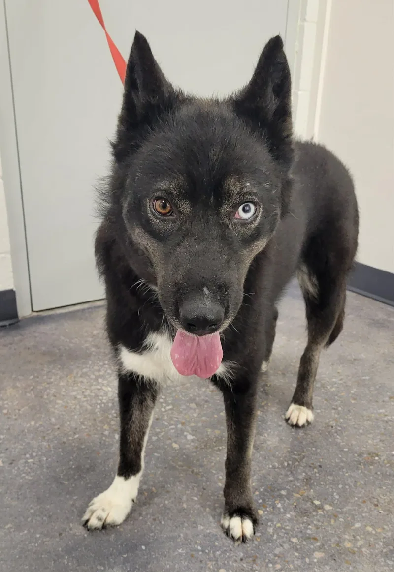An adult medium-sized female Husky dog named Zara for adoption in LaPlace, LA