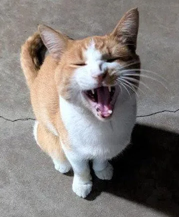 An adult medium-sized male Orange & White Domestic Short Hair cat named Vincent for adoption in Monrovia, CA