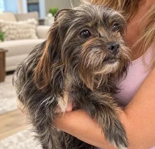 A young small-sized female Gray / Blue / Silver Maltese dog named Apple for adoption in Tifton, GA
