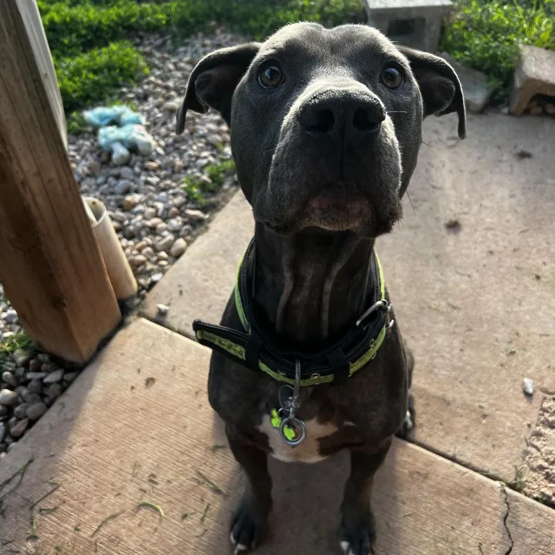 An adult medium-sized male Gray / Blue / Silver Pit Bull Terrier dog named Blue for adoption in Harrisville, WV