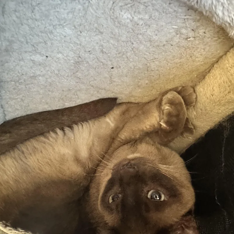 A senior medium-sized female Cream Point Siamese cat named Isla and Haymish Contact for adoption in Sherman Oaks, CA