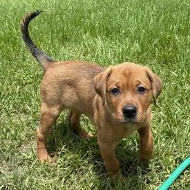 A baby medium-sized female Golden Labrador Retriever dog named Daisy for adoption in Liverpool, TX