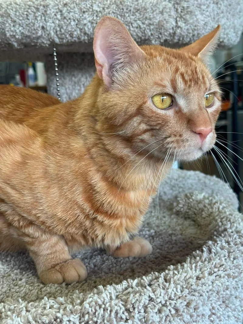 An adult medium-sized male Tabby (Orange / Red) Domestic Short Hair cat named Copper for adoption in Blaine, MN