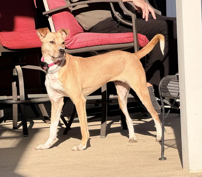 An adult medium-sized female Labrador Retriever dog named Rosie for adoption in St. Louis, MO
