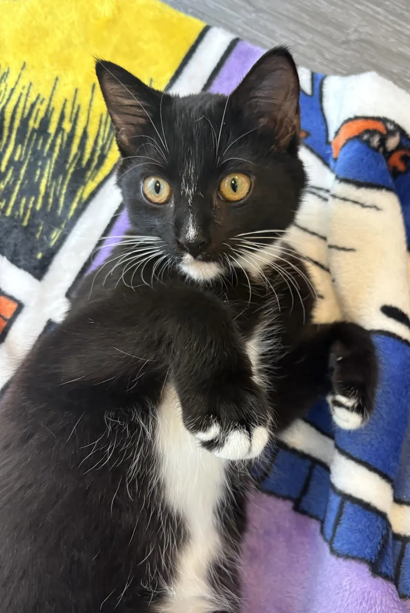 A young medium-sized male Domestic Short Hair cat named Coby for adoption in Reston, VA