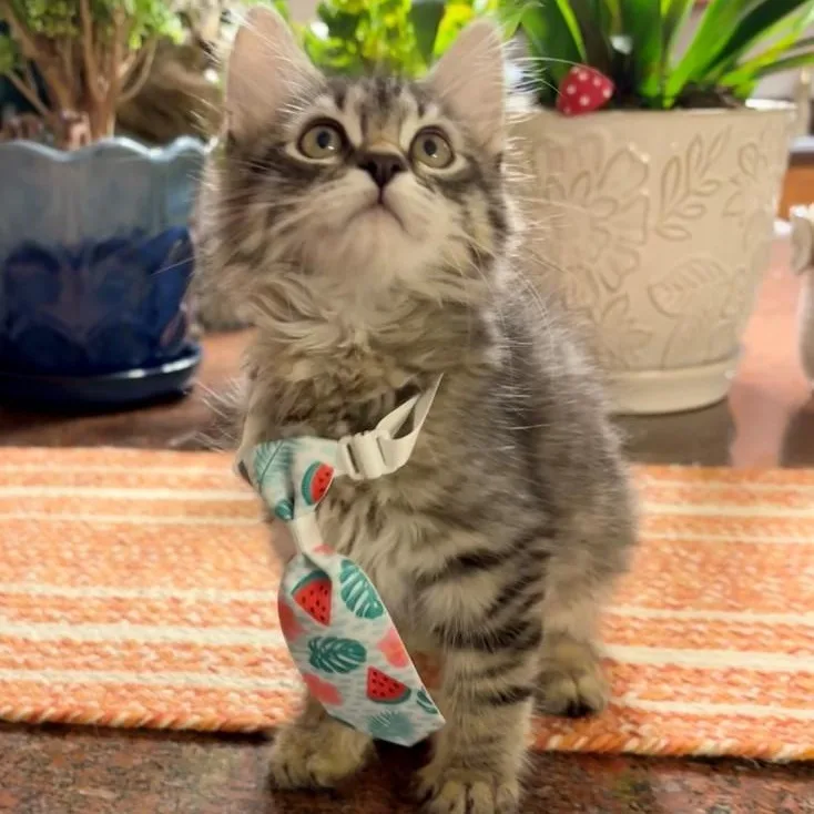 A baby small-sized male Tabby (Buff / Tan / Fawn) Domestic Short Hair cat named Davey Luoma for adoption in Morrison, CO