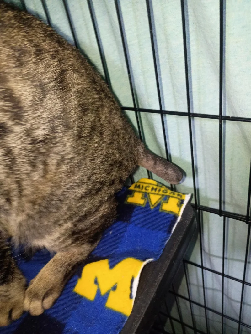 A young medium-sized male Tabby (Buff / Tan / Fawn) Tabby cat named Doc for adoption in Saginaw, MI
