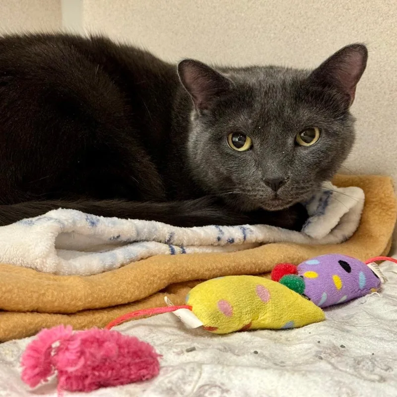 A senior large-sized male Gray / Blue / Silver Russian Blue cat named Ben for adoption in Wantagh, NY
