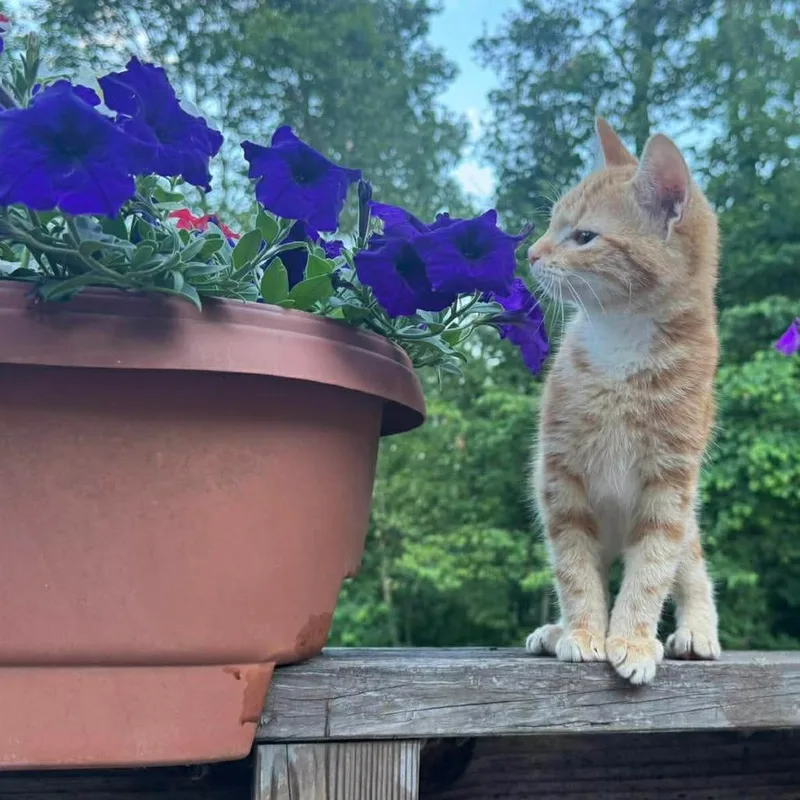 A baby small-sized female Orange / Red Domestic Short Hair cat named Star for adoption in Woodstock, VA