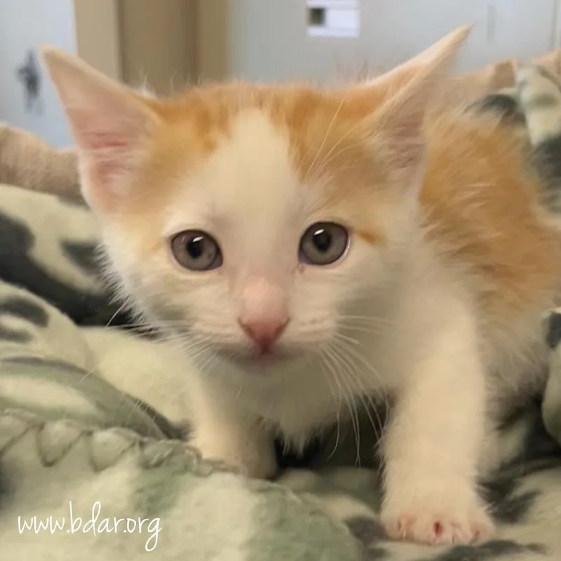 A baby small-sized male White Domestic Short Hair cat named Zirconia for adoption in Cheyenne, WY