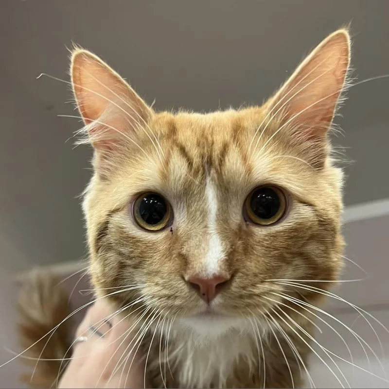 An adult medium-sized male Orange / Red Domestic Short Hair cat named Sonic for adoption in Hamburg, NY