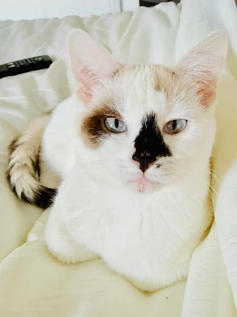 A young medium-sized female White Domestic Short Hair cat named Cake for adoption in Monticello, IL