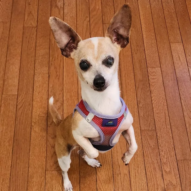 An adult small-sized female White / Cream Chihuahua dog named Betsy for adoption in Ferndale, MI