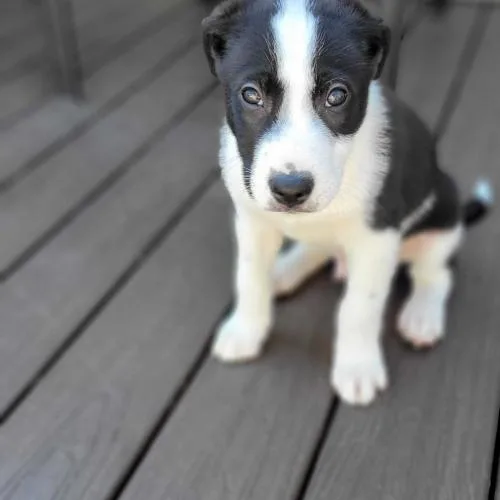 A baby small-sized male Bicolor Mixed Breed dog named Santal Paws for adoption in Toms River, NJ