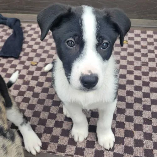 Santal Paws thumbnail 2