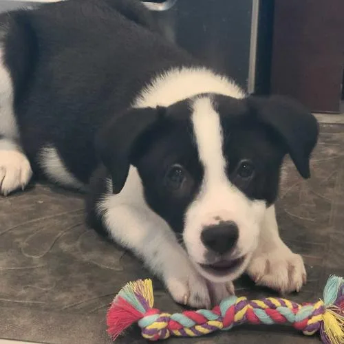 Santal Paws thumbnail 3