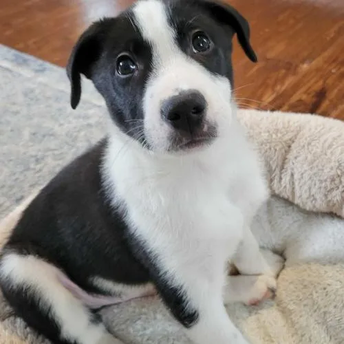 Santal Paws thumbnail 4