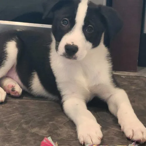 Santal Paws thumbnail 5