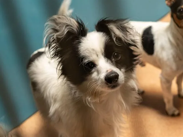 A young small-sized male Terrier dog named Jared for adoption in Martinez, CA