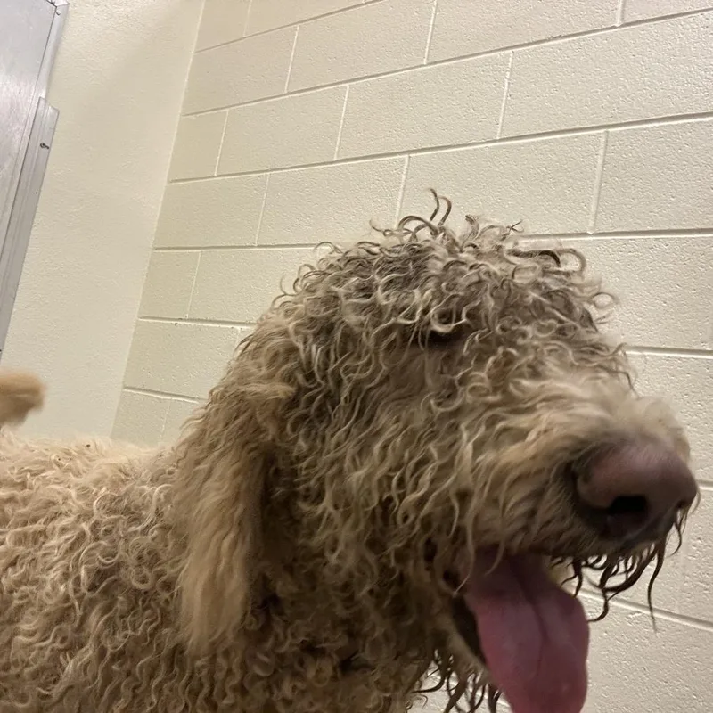 An adult large-sized male Yellow / Tan / Blond / Fawn Mixed Breed dog named Ollie for adoption in Asheville, NC