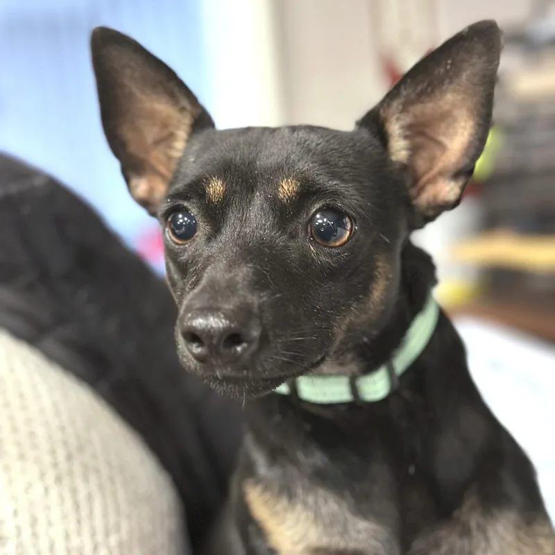 An adult small-sized male Black Mixed Breed dog named Mojito for adoption in San Francisco, CA