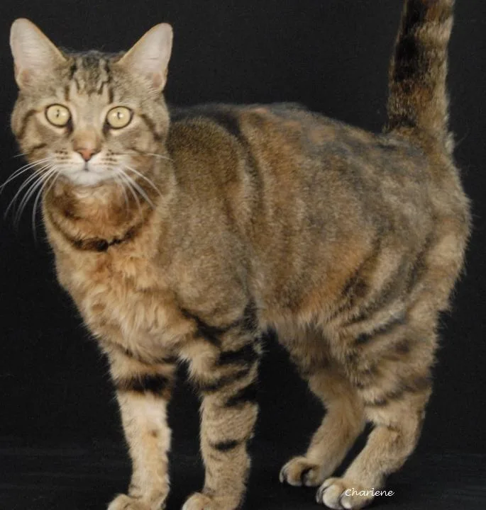 An adult medium-sized female Torbie cat named Sangria for adoption in Newland, NC