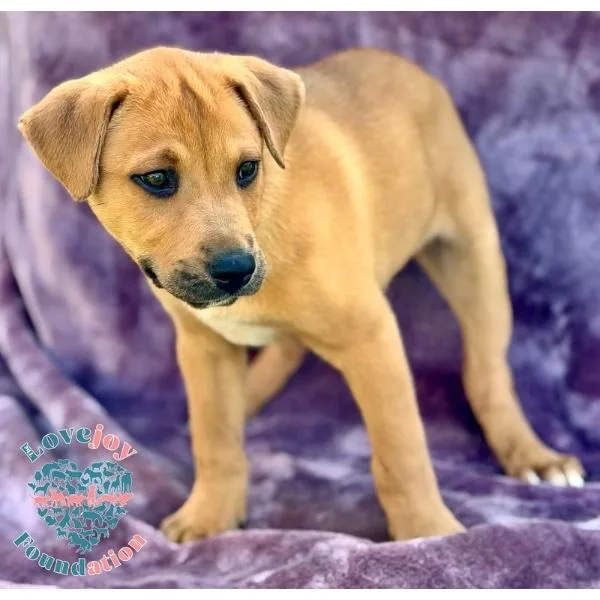 Mandoo Littermillie thumbnail 2