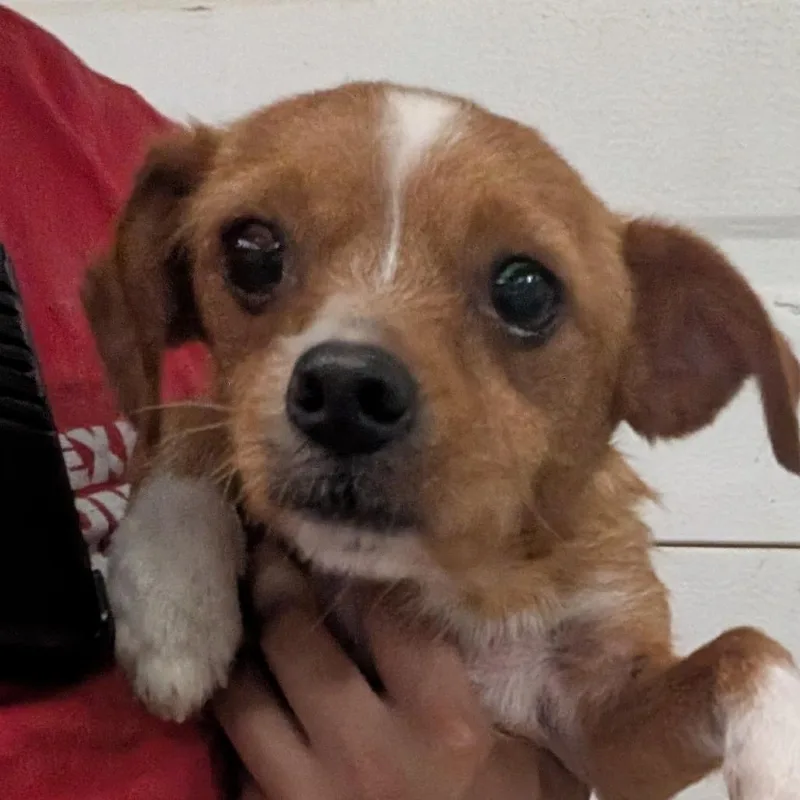 An adult small-sized female Red / Chestnut / Orange Mixed Breed dog named Dixie for adoption in Leander, TX