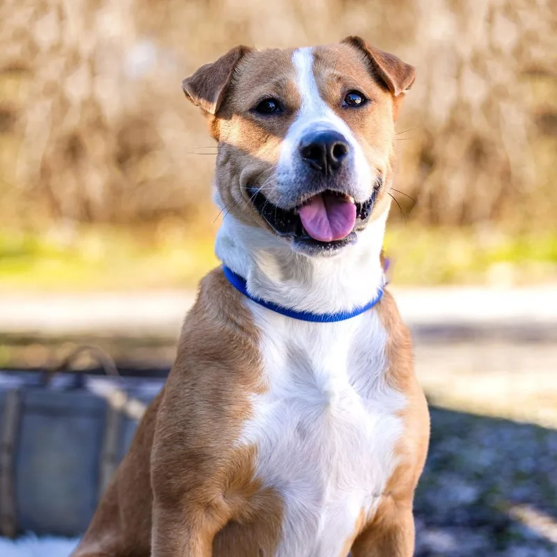 An adult medium-sized female Yellow / Tan / Blond / Fawn Pit Bull Terrier dog named Ashlynn for adoption in Weatherford, TX