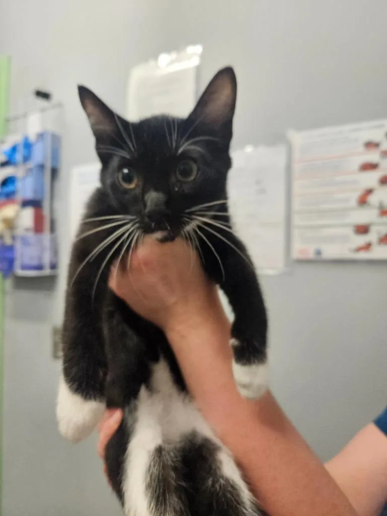 A baby small-sized male Domestic Short Hair cat named Finn for adoption in Bloomington, IN