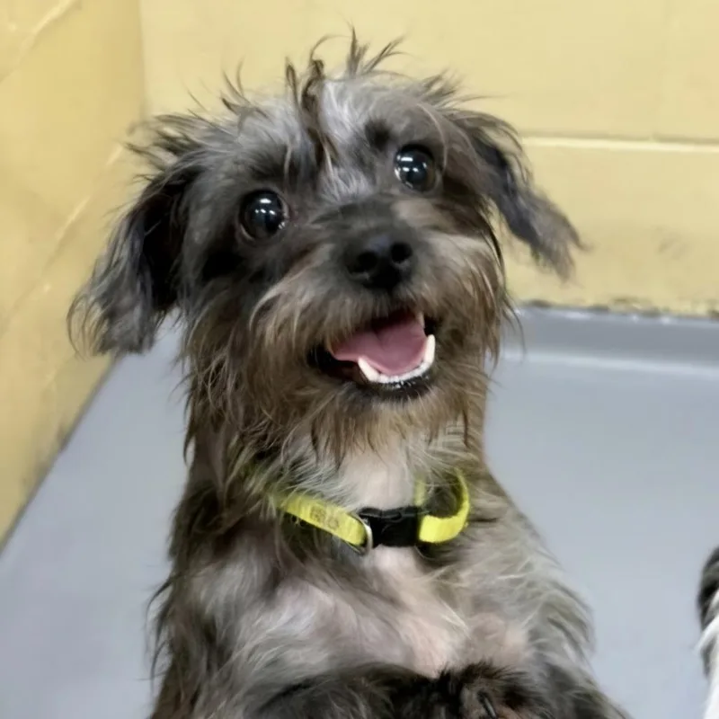 A young small-sized female Yorkshire Terrier dog named CT Brook for adoption in Eastford, CT