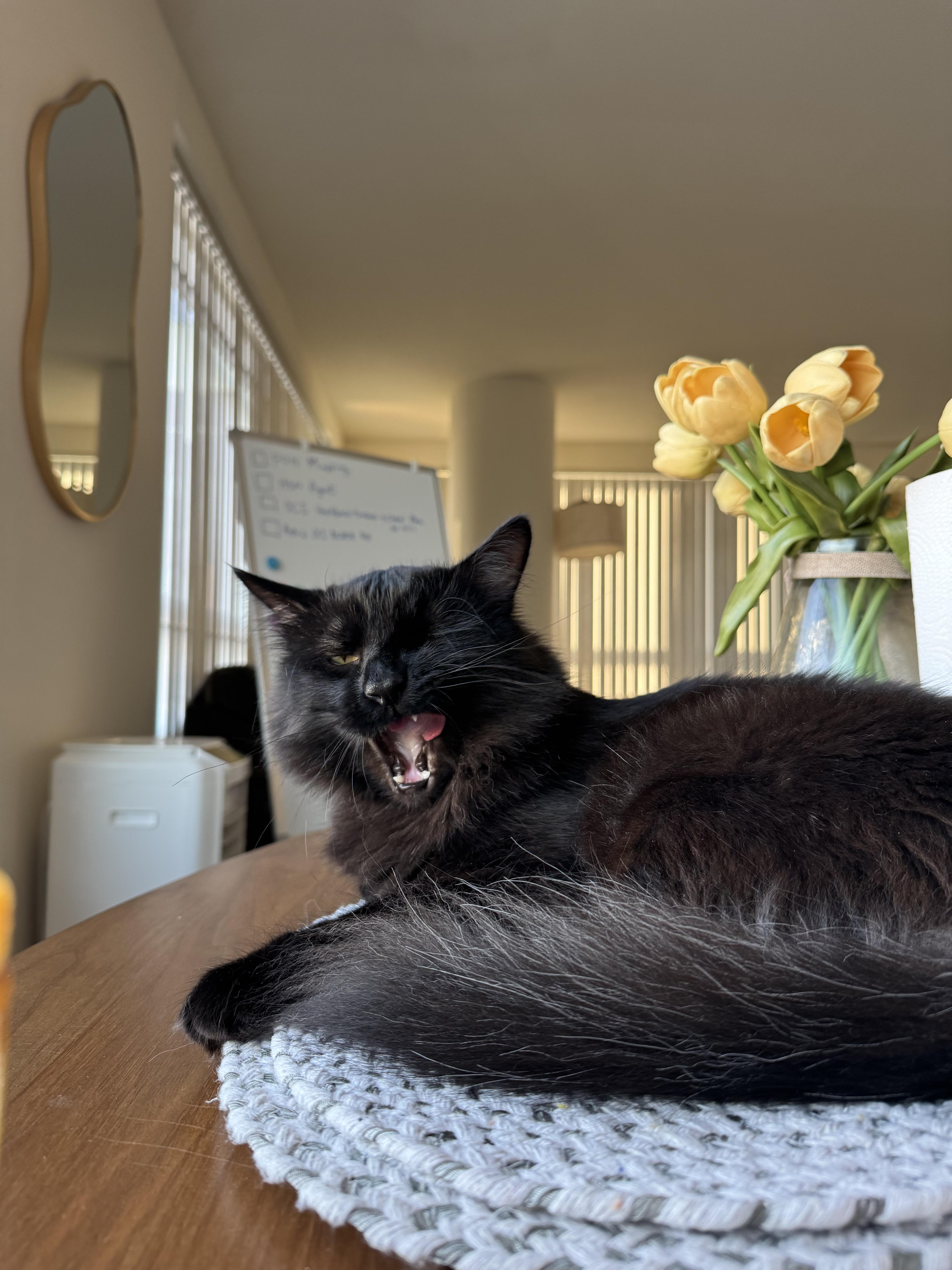 A young medium-sized male Black Domestic Long Hair cat named Papash for adoption in San Jose, CA