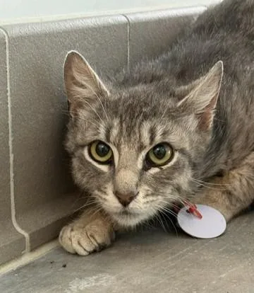 An adult medium-sized female Domestic Short Hair cat named Tallulah for adoption in Sultan, WA