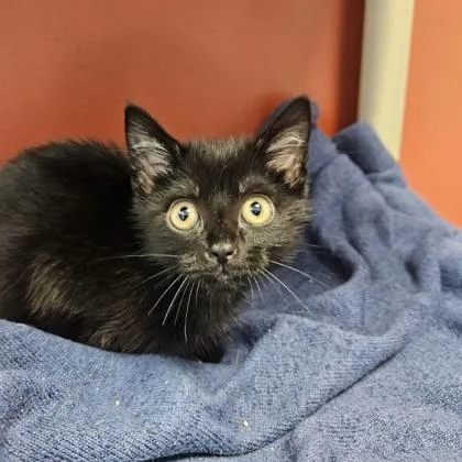 A baby small-sized female Domestic Short Hair cat named Lemur for adoption in Janesville, WI