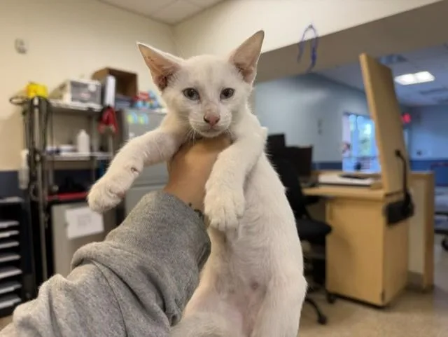 A baby small-sized male Domestic Short Hair cat named Yoda for adoption in Miami, FL